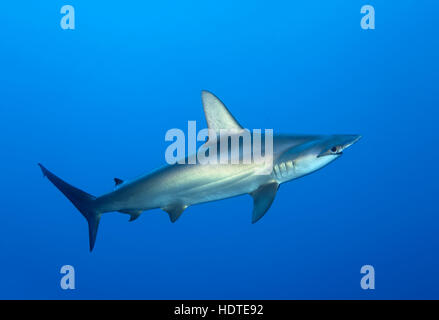 Bogenstirn Hammerhai (Sphyrna lewinii) Schwimmen im offenen Meer, Rotes Meer, Ägypten Stockfoto