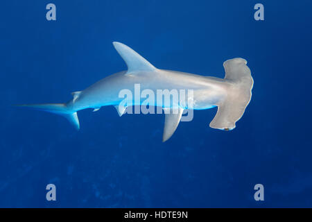 Bogenstirn Hammerhai (Sphyrna lewinii) Schwimmen im offenen Meer, Rotes Meer, Ägypten Stockfoto