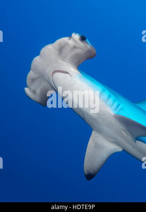 Bogenstirn Hammerhai (Sphyrna lewinii) Schwimmen im offenen Meer, Nahaufnahme, Rotes Meer, Ägypten Stockfoto