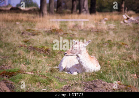 Ein Reh ist sonnen sich in der Wintersonne in Richmond Park, London Stockfoto