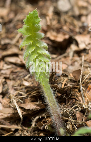 Gelbe Distel (Cirsium Erisithales), Nationalpark Kalkalpen, Oberösterreich, Österreich Stockfoto