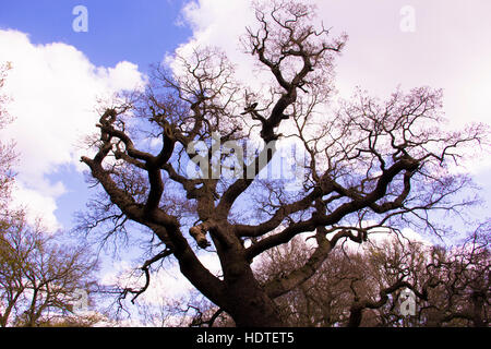 Ein schön, majestätisch, verfallenden Eiche Baum im königlichen Park of Richmond, London Stockfoto