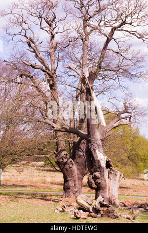 Eine alte, verfallene Eiche in Richmond Park, London, UK Stockfoto