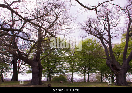 Ein Blick auf alten Eichen im Richmond Park, London Borough of Richmond upon Thames, London, Vereinigtes Königreich Stockfoto