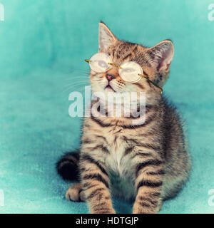 Niedliche clevere kleine Kätzchen, die Brille sitzt die weiche blaue Decke Stockfoto