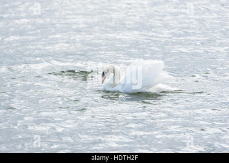 Swan und Drehort ist Yamanakako, Japan Yamanashi Präfektur. Stockfoto