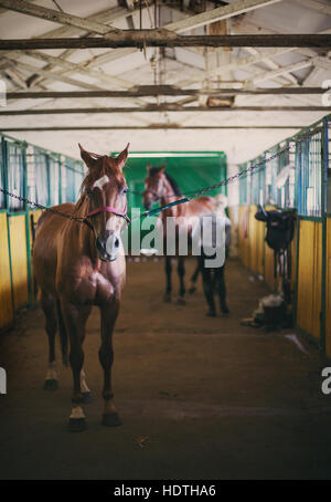 Pferd im Stall Rennen vorbereiten Stockfoto