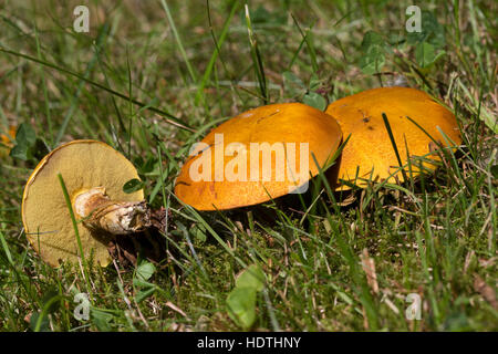 Goldgelber Lärchenröhrling, Gold-Röhrling, Goldgelber Lärchen-Röhrling, Goldröhrling, Lärchenröhrling, Gelber Röhrling, Suillus Grevillei, Suillus fla Stockfoto