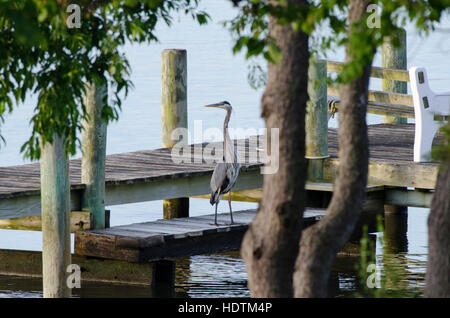 Ein Great Blue Heron geht auf und fliegt von einem Pier in Breton Bay, St. Mary's County, Maryland. Stockfoto