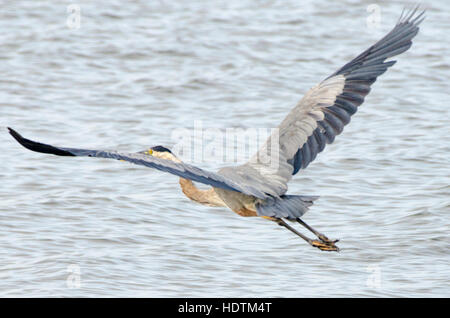 Ein Great Blue Heron geht auf und fliegt von einem Pier in Breton Bay, St. Mary's County, Maryland. Stockfoto