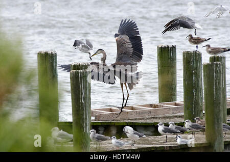 Ein Great Blue Heron geht auf und fliegt von einem Pier in Breton Bay, St. Mary's County, Maryland. Stockfoto