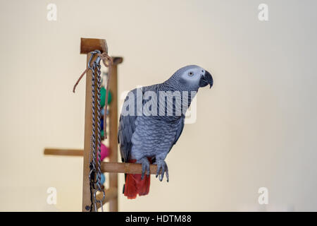 Weibliche afrikanische Grau Papagei, Psittacus Erithacus, thront auf einem Vogel Stand. Stockfoto