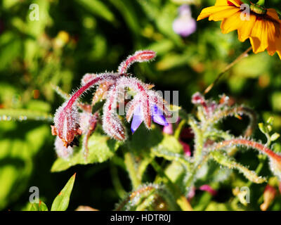 Borrango Officinalis - Borretsch, Starflower in voller Blüte Stockfoto