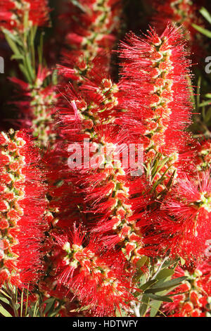 schöne rote Blumen Bottlebrush Nahaufnahme. vertikale Stockfoto