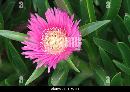 Rosa Blume Mesembryanthemum Nahaufnahme. horizontale Stockfoto