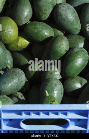 Reife Avocados in Großaufnahme Box auf dem Markt. vertikale Hintergrund Stockfoto