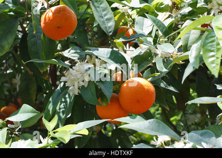 Mandarinen Baum mit reifen Früchten und Blüten Nahaufnahme horizontal Stockfoto