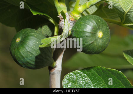 Grüne unreife Feigen am Baum Nahaufnahme. horizontale Stockfoto
