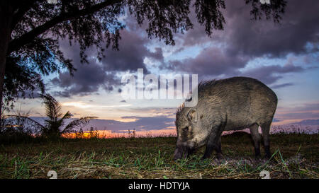 Wildschwein im Tarutao Nationalpark, Thailand; Sus Scrofa Familie der Suidae specie Stockfoto