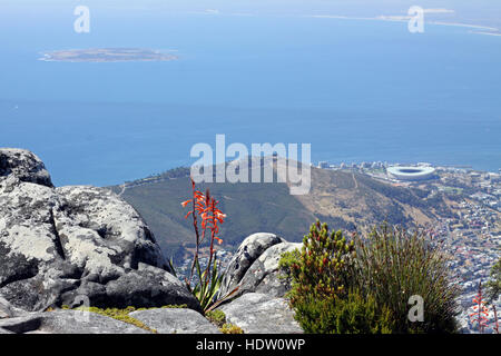 Signalhorn Lilie wächst auf den Tafelberg, Kapstadt, Südafrika mit Robben Island im Hintergrund Stockfoto