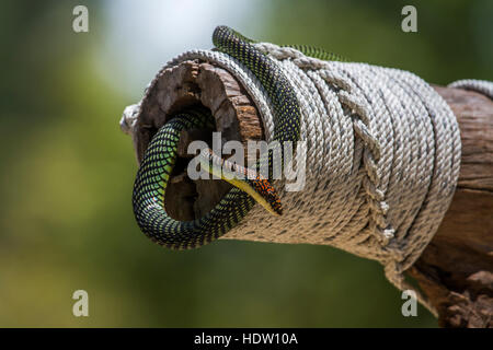 Goldene fliegenden Schlange im Nationalpark Koh Adang, Thailand; Specie Chrysopelea Ornata Familie von Clubridae Stockfoto