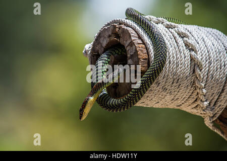 Goldene fliegenden Schlange im Nationalpark Koh Adang, Thailand; Specie Chrysopelea Ornata Familie von Clubridae Stockfoto