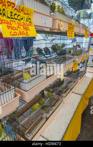 Lucca Stadt Straßenmarkt erstreckt sich von der Porta Santa Maria entlang der Via Borga Giannotti mit alles aus der Nahrung für Haustiere. Stockfoto