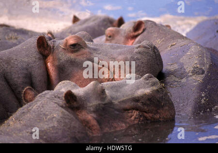 Flusspferd (Hippopotamus Amphibius) ruht in der Wasser - Nahaufnahme -, Ngorongoro Krater, Tansania Stockfoto