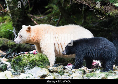 Spirit Bär und Black Bear Cub essen Lachs, großen Bären Regenwald, British Columbia, Kanada Stockfoto