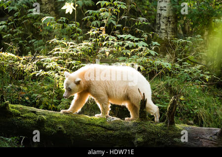 Spirit bear zu Fuß auf einem Baumstamm in den großen Bären Regenwald, Gribbell Island, British Columbia, Kanada Stockfoto