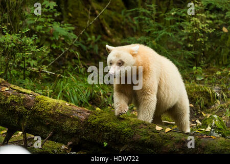 Spirit bear zu Fuß auf einem Baumstamm in den großen Bären Regenwald, Gribbell Island, British Columbia, Kanada Stockfoto