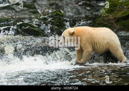 Spirit Bear Fishing in einem Strom, großen Bären Regenwald, British Columbia, Kanada Stockfoto