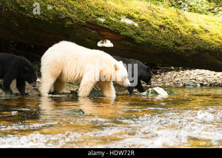 Spirit Bear mit zwei schwarzen Jungen, Great Bear Rainforest, British Columbia, Kanada Stockfoto