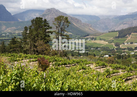 Blick über den Cape Winelands von Dieu Donne Weinberg, Franschhoek, Westkap, Südafrika Stockfoto