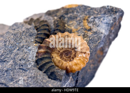 Fossilien von Ammoniten im Fels Stockfoto