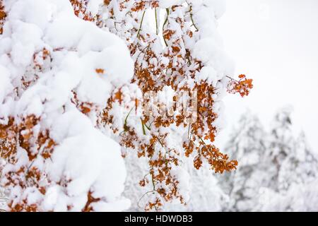 Schönen Winterbäume Zweige mit viel Schnee. Schneebedeckte Bäume im Winter. Stockfoto