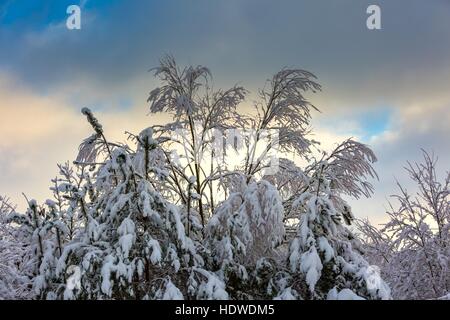 Schönen Winterbäume Zweige mit viel Schnee. Schneebedeckte Bäume im Winter. Stockfoto