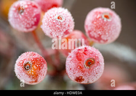 Krabben Sie-Äpfel an einem frostigen Winter Morgen, England, UK Stockfoto