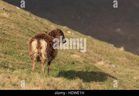 Junge Soay Schaf, stehend auf einem Hang auf der Insel Hirta, St. Kilda Archipels, Schottland Stockfoto