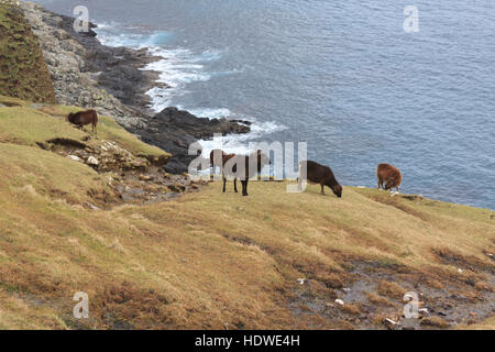 Soay Schafe weiden Klippe Pisten auf der Insel Hirta, St Kilda Archipel, Schottland Stockfoto