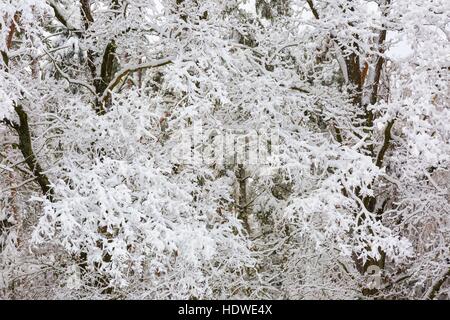 Schönen Winterbäume Zweige mit viel Schnee. Schneebedeckte Bäume im Winter. Stockfoto