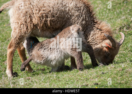 Spanferkel, Lamm Soay und Mutter auf die Insel Hirta, St. Kilda Archipels, Schottland. Stockfoto