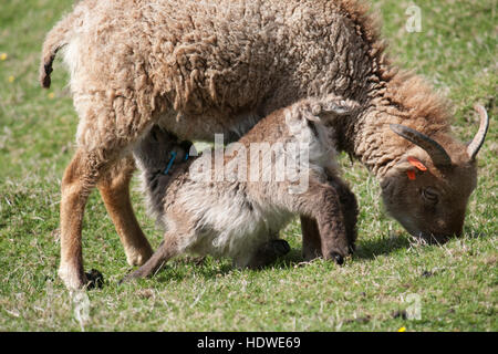Spanferkel, Lamm Soay und Mutter auf die Insel Hirta, St. Kilda Archipels, Schottland. Stockfoto