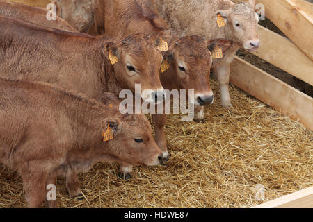 Gruppe von Limousin Kälber in einen Stift auf einer Open-Air-Viehmarkt in Mende, Cevennen, Frankreich. Stockfoto