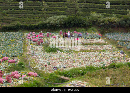 Kohlkopffeld in Ooty Stockfoto