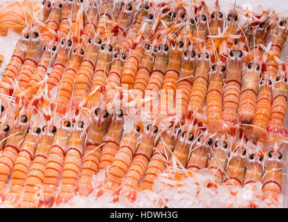 Nahaufnahme der gekochte Scampi auf Eis Stockfoto