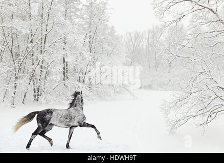 Dapple-Grey Arabisches Pferd in Bewegung auf Schneefeld Stockfoto