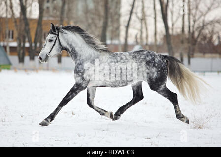 Dapple-Grey Arabisches Pferd in Bewegung auf Schneefeld Stockfoto