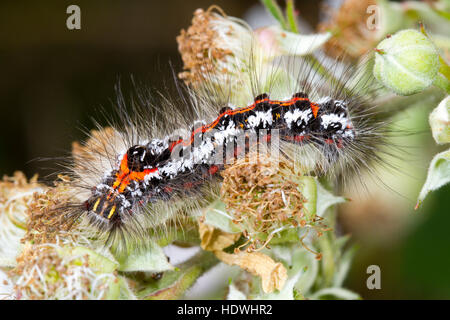 Gelb-Tail Motte (Euproctis Similis) große Larve. Gwynedd, Wales. Juni. Stockfoto