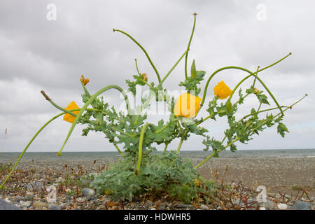 Gelbe gehörnte-Mohn (Glaucium Flavum) Blüte auf einem Kiesstrand. Gwynedd, Wales. Juni. Stockfoto